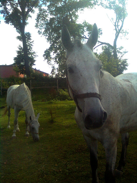 Grom i Gruzja