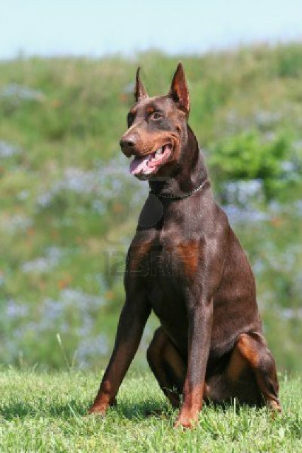 Doberman
