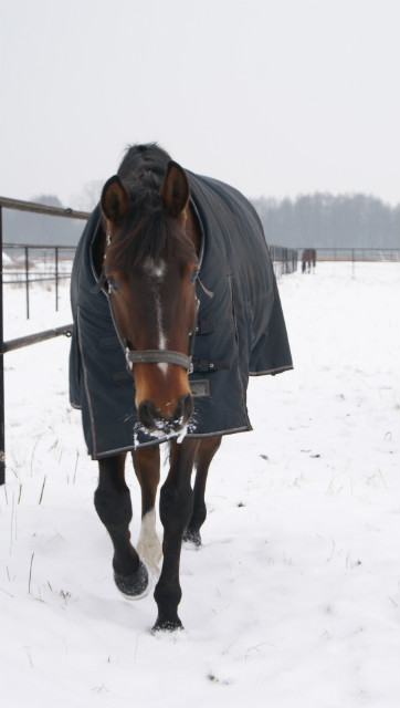 Rasco