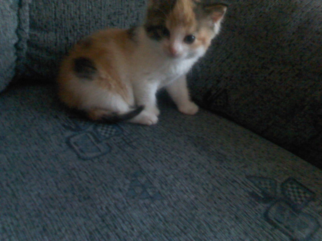 Kicia.