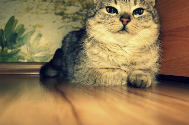 *.*