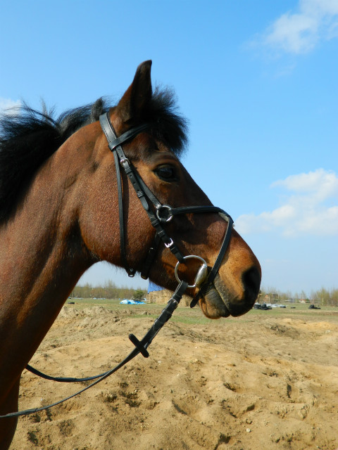 Lato 