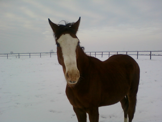 Horse-Space