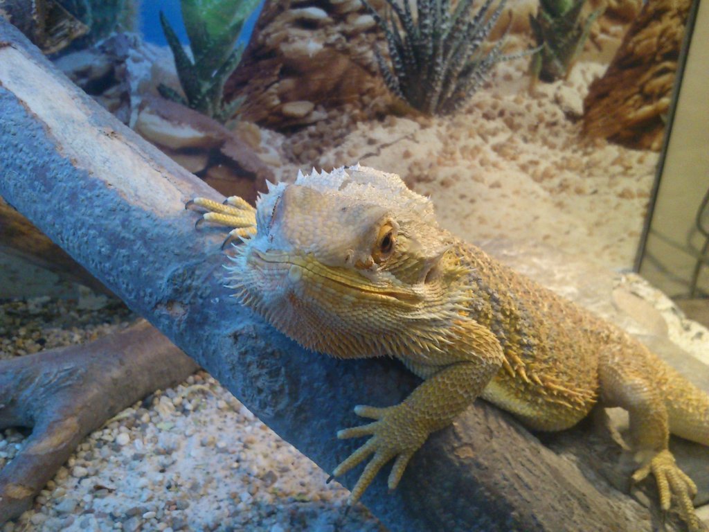 teo