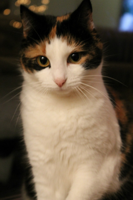 My new model, Maja :)