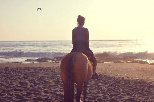 horse.