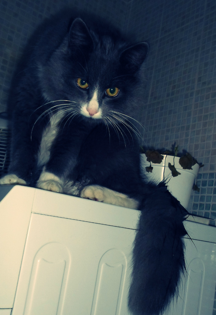 Kotecek : 3