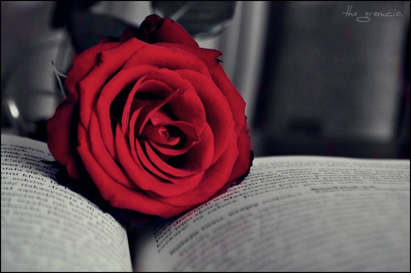 rose.