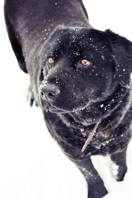 woof