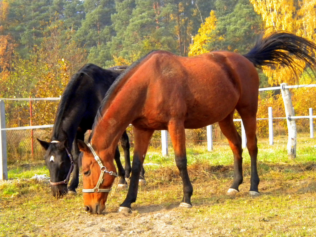 ^^Kobylaste^^