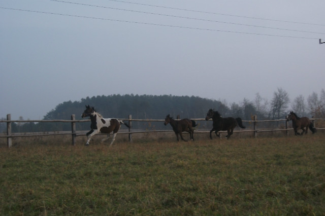 Bjka, Kreska, Kropka, Batalia. 