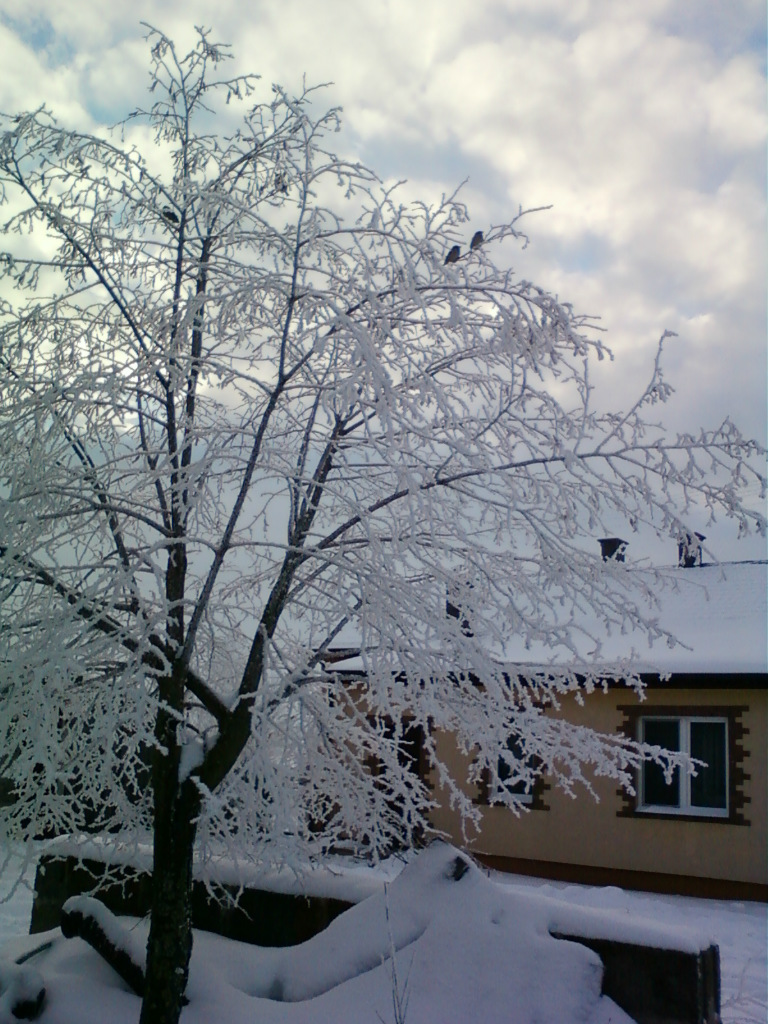 zima 