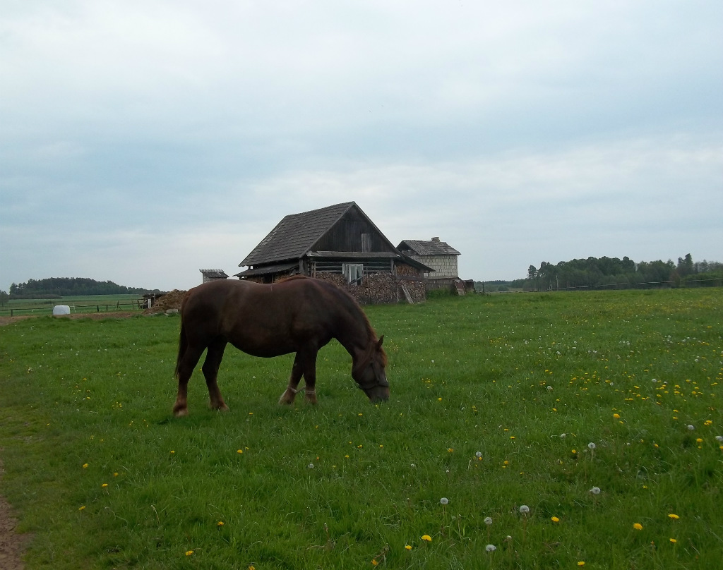 horse.