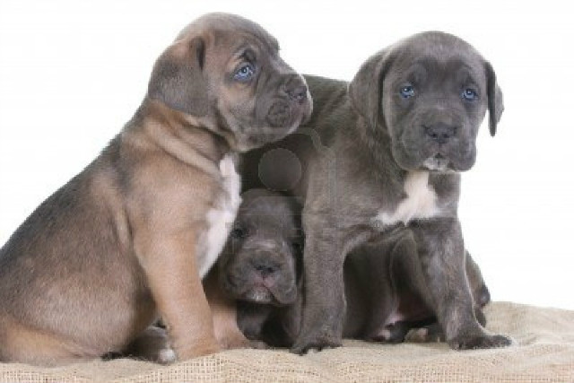 Cane carso
