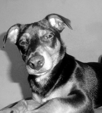My dog :)