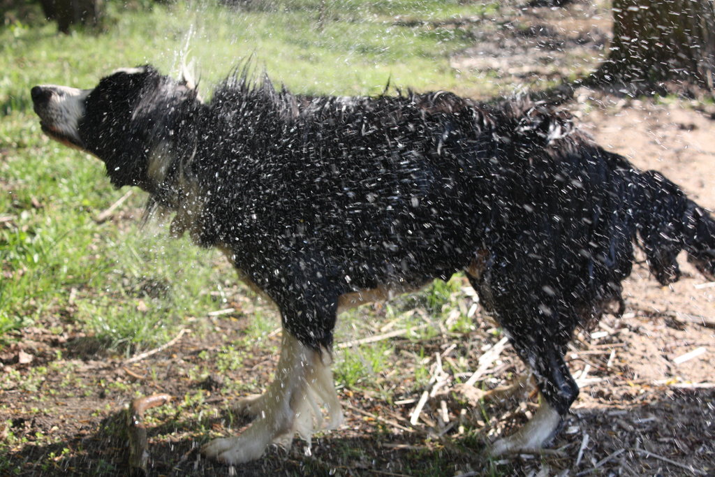 Border Collie Wita 