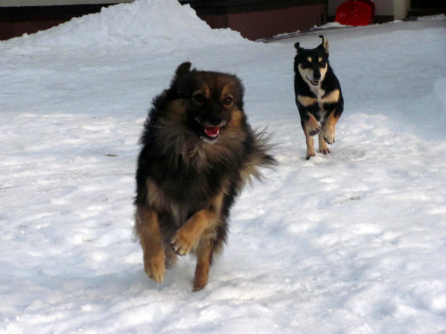 Figo, Saba.