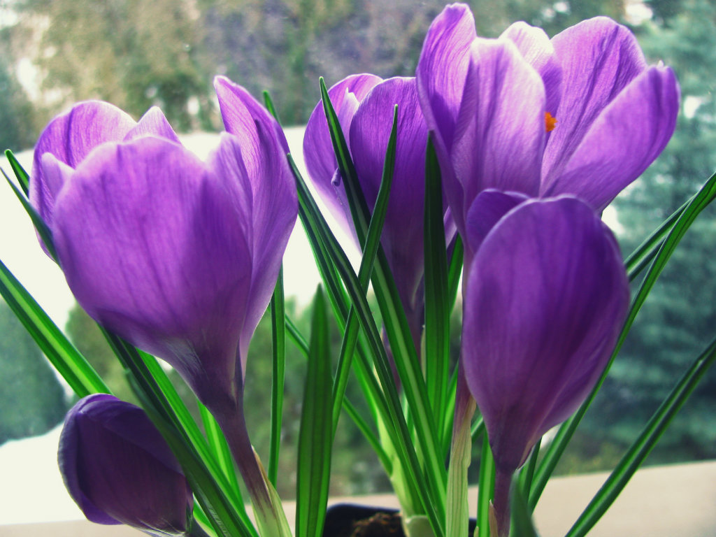 a petite spring