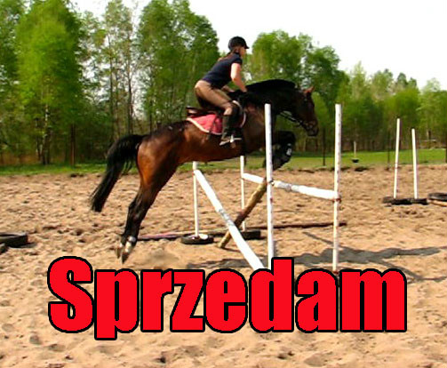 Sprzedam konia