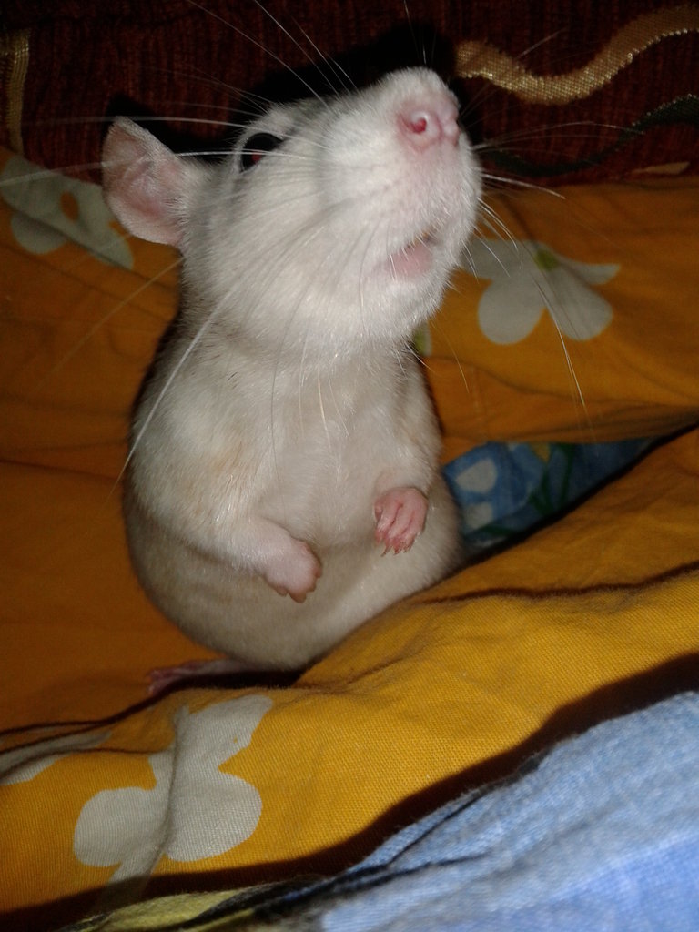 Ogoniasta.