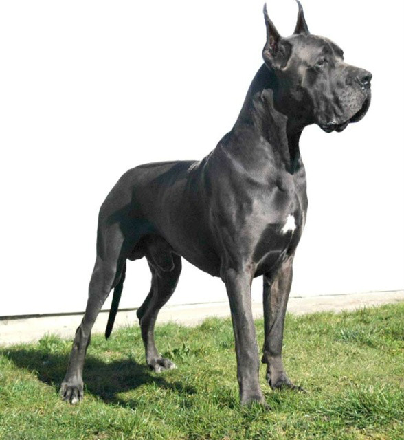 Dog niemiecki