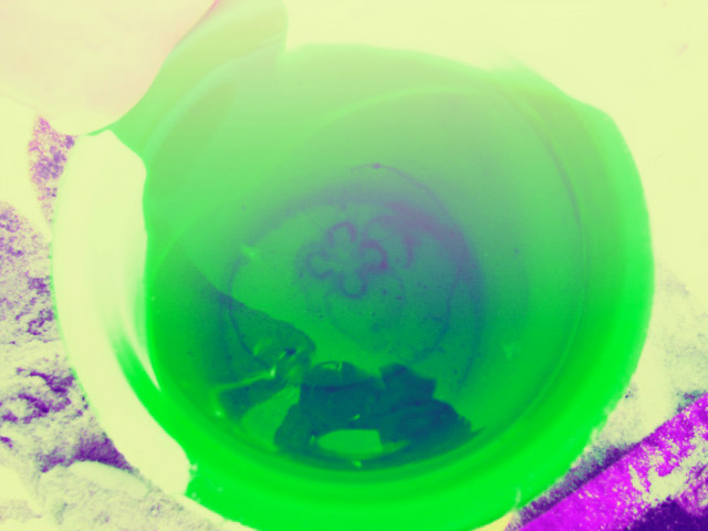 Meduzen ;d 
