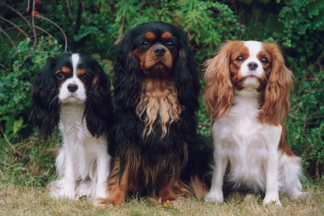 Cavalier