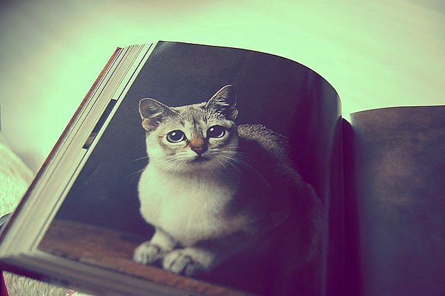 Meow, i like you.