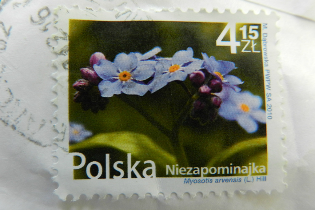 Niezapominajka - 4,15
