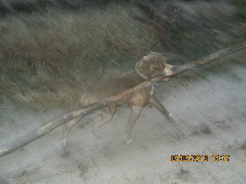Ammit