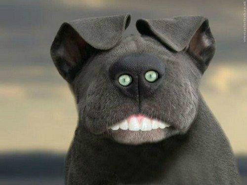 WOOF WOOF