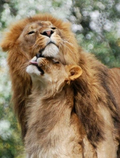 lions