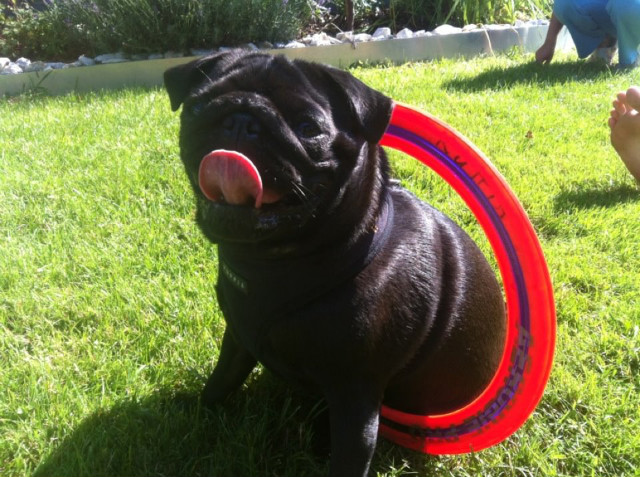 coco ; 33333