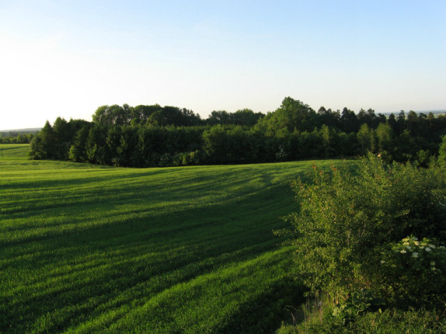 Widoczek