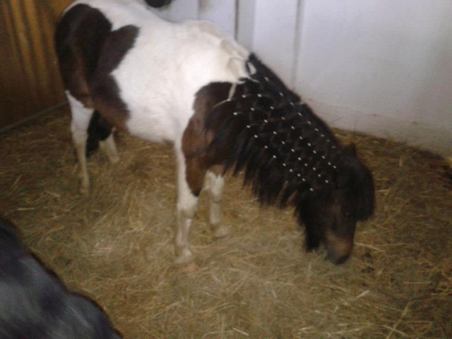 Kacper (kuc pony)