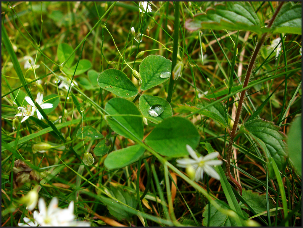 Kropelki