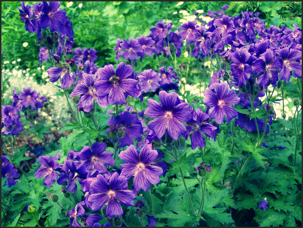 Purple flower 