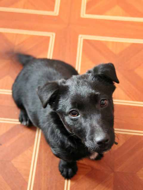 piesio :)