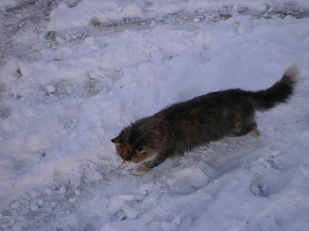 Punka ;***