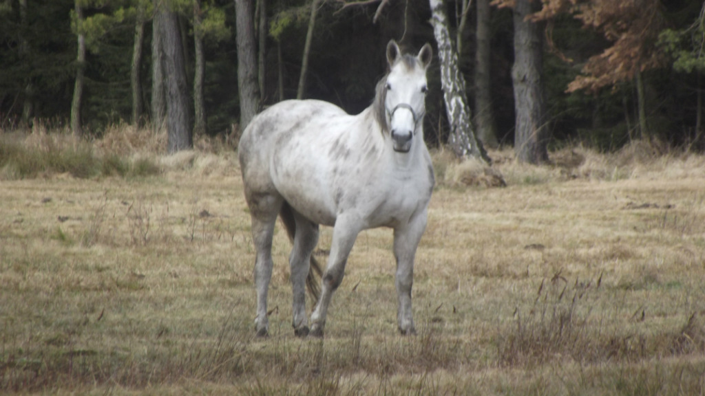 Brawurciaczek 
