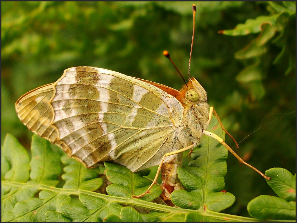 Motyl