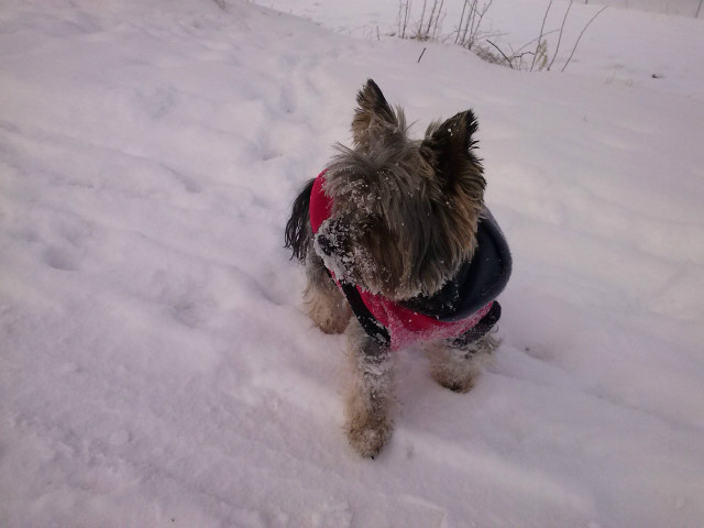 Roku ^^