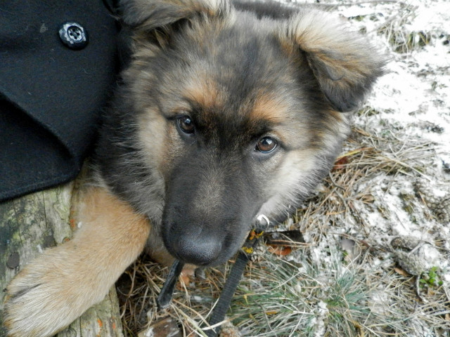 Tess