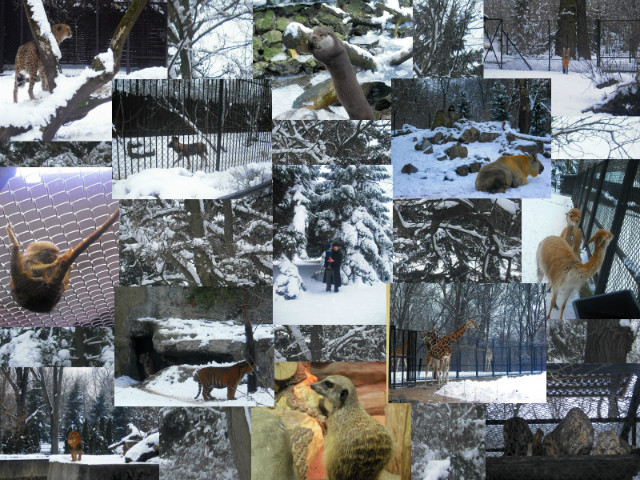 Zimowe ZOO :) 