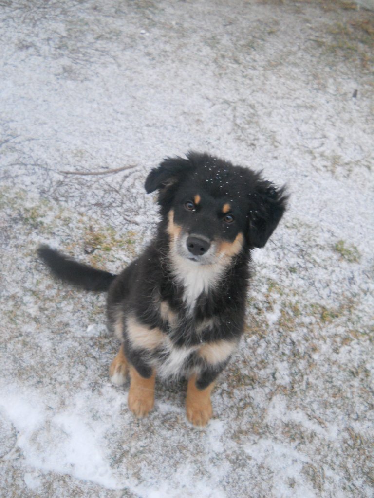 Piesek :D