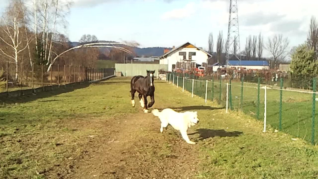 przyjaciele!