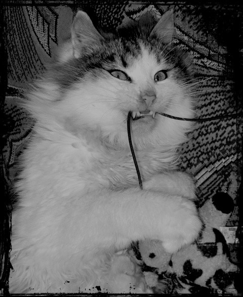 mrrrr  *.*