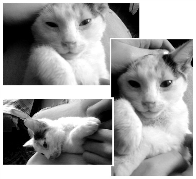 Kicia