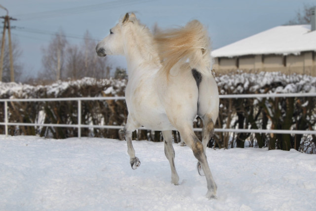 jest arab