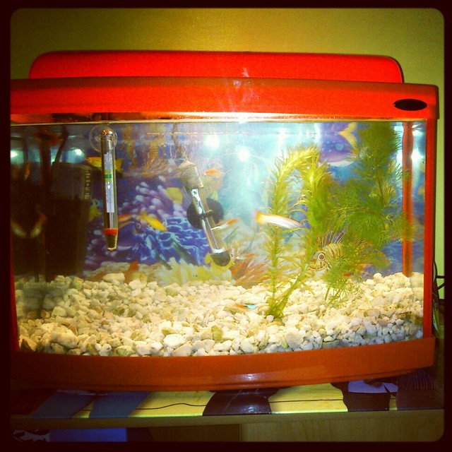 my fish 